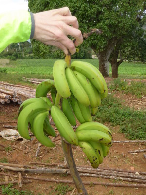 Kuba Bananen
