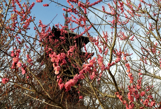 Japan Radroute Kibiji 36