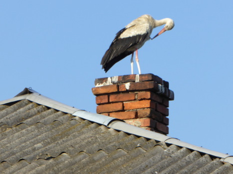 Ukraine Storch